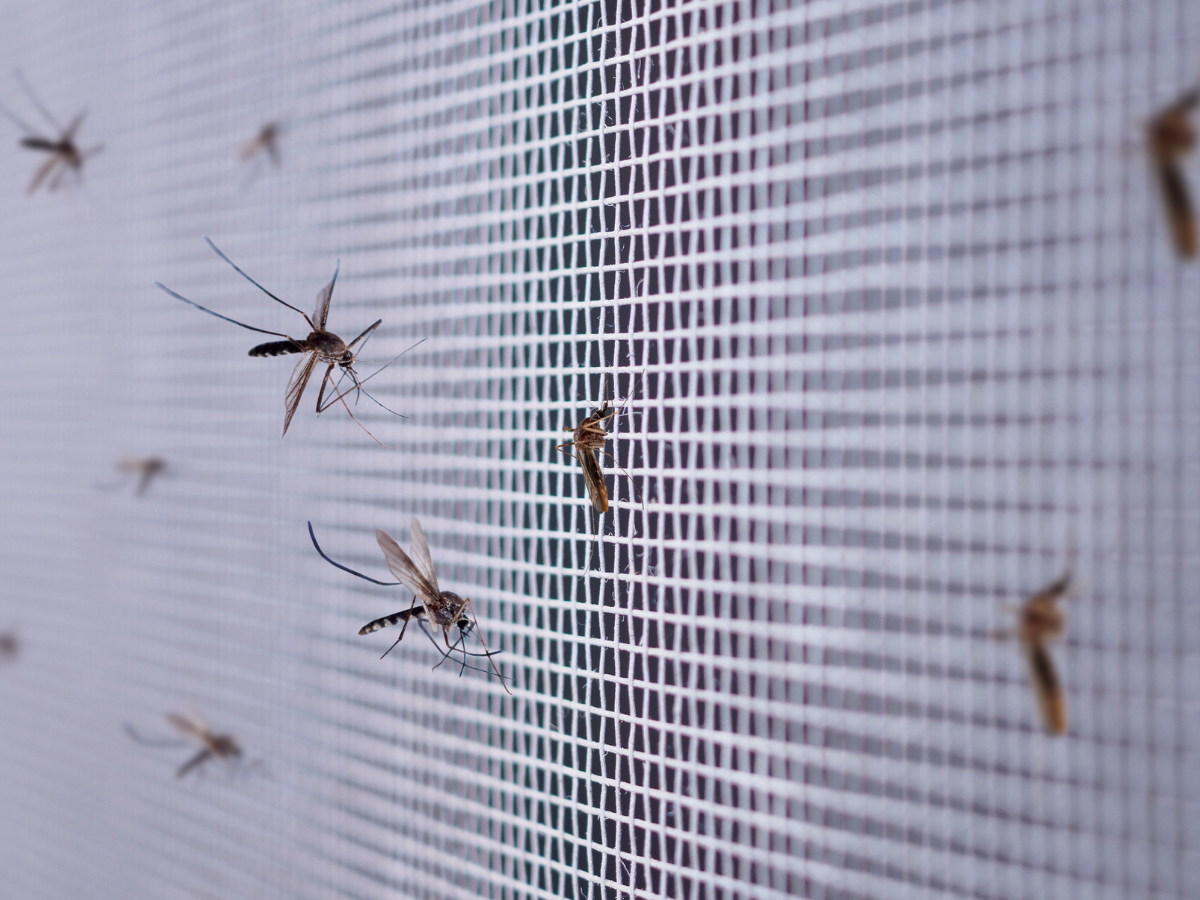 Ihre Vorteile mit maßgeschneidertem Insektenschutz