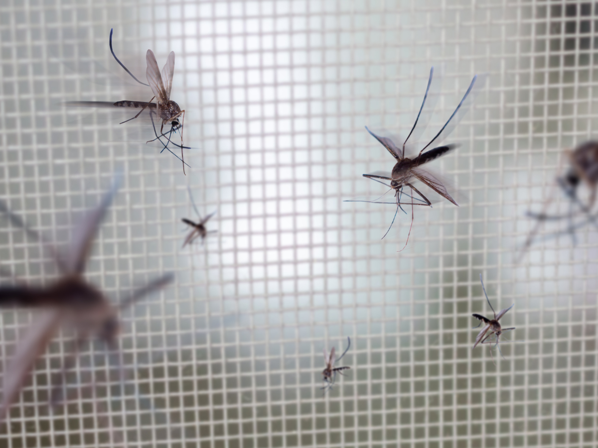 Vorteile eines maßgeschneiderten Insektenschutzes