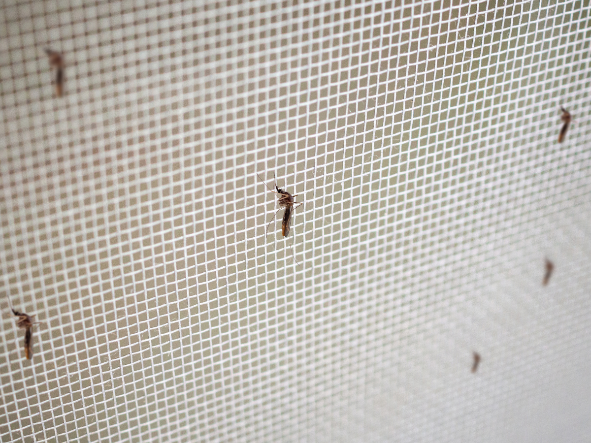 Insektenschutz für Ihr Zuhause rund um die Mainfrankensäle